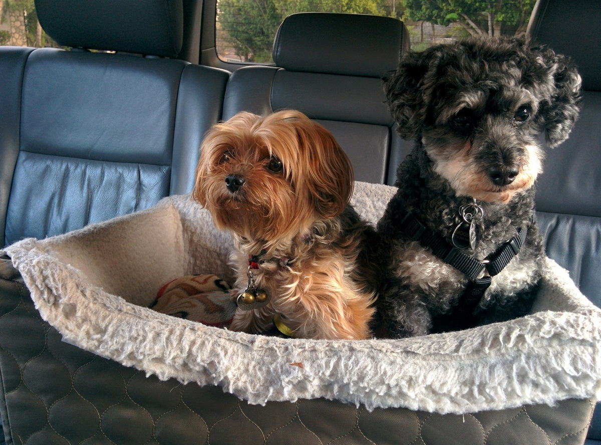 Why Travel Comfort Matters for Your Pet (And How the Right Car Setup Changes Everything)