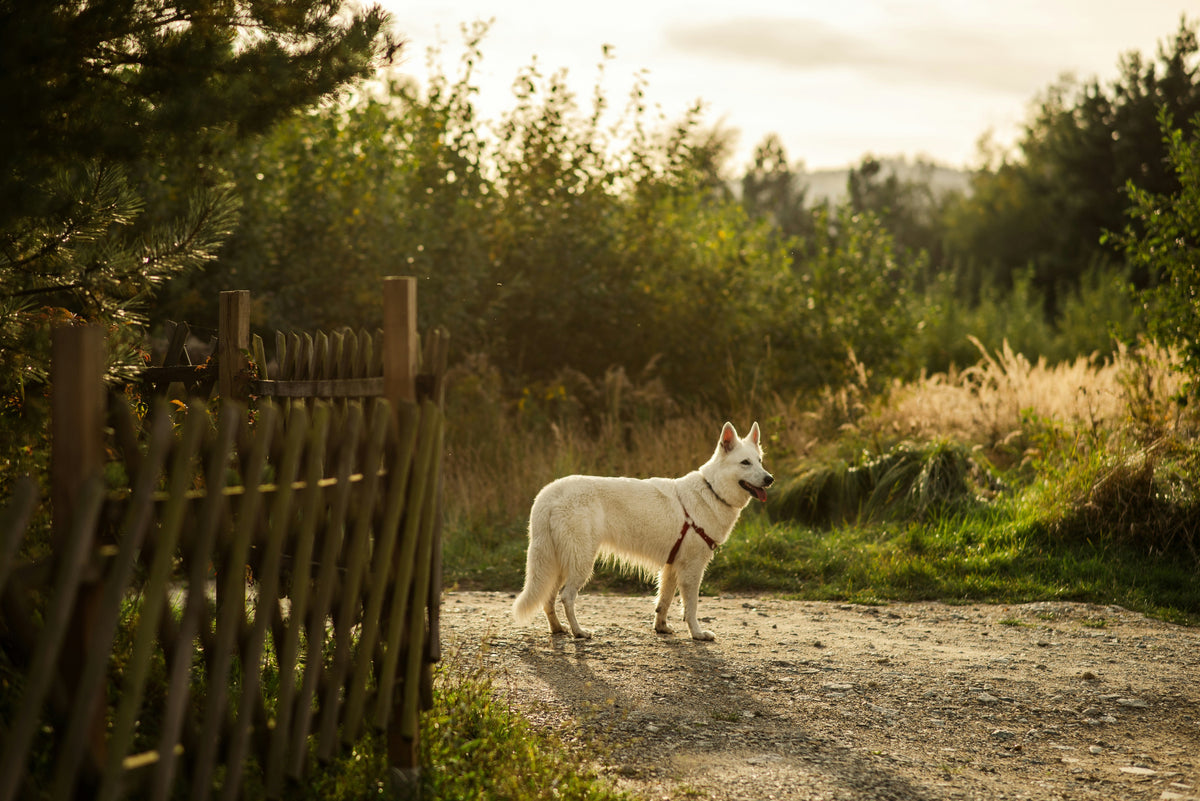 How Daily Walks and Routine Improve Your Dog’s Behavior