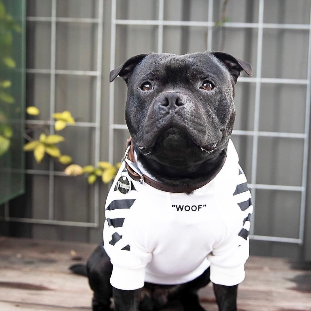 Cozy Dog Hoodie – Soft & Warm Hoodie for Small Dogs