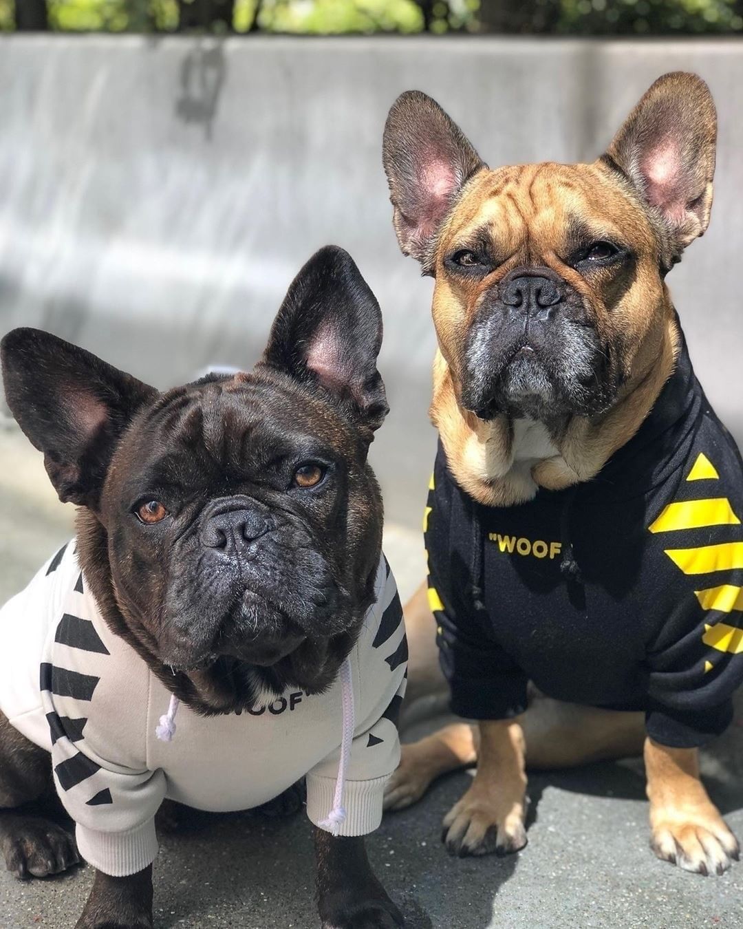 Cozy Dog Hoodie – Soft & Warm Hoodie for Small Dogs